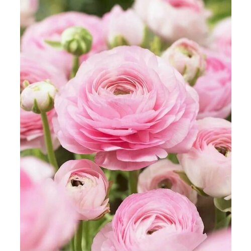 ���� ������� ����������� (�����) ������� 13��.