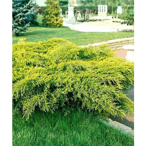 ���� ������������ ������� ��� ����