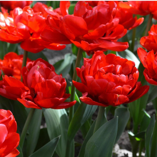 ���� ������� ABBA (10 �������)