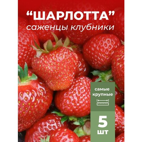 ���� �������� ����� ������������� ��������, �������/��������� �������� 5 ��