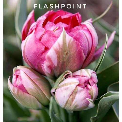     ,   Flash Point (5 )  -     , -  