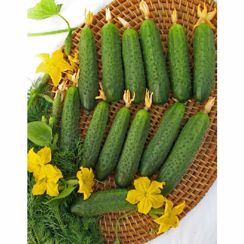 ���� ������ ������ ������� ���� �������� 10�� ������������������ (����time)