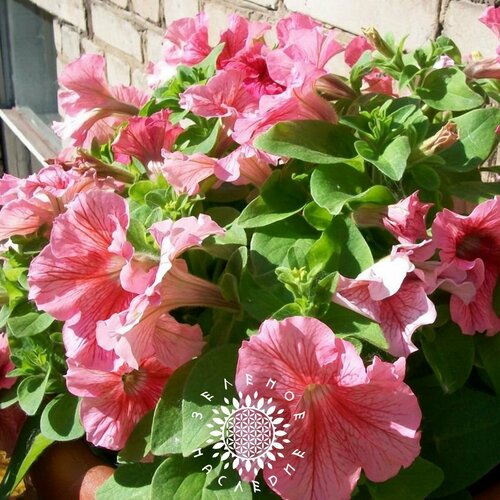     -  5  (. Petunia hybrida multiflora) 30   -     , -  