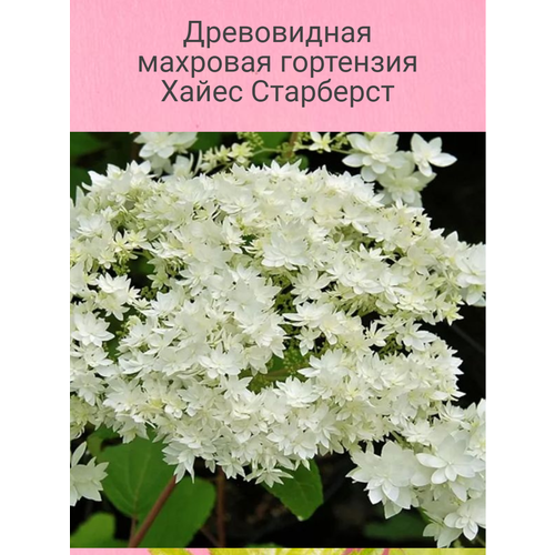 ���� ����������� �������� ��������� ����� ���������