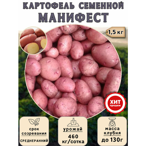 купить онлайн Клубни картофеля на посадку Манифест (суперэлита) 1,5 кг Среднеранний магазин - доставка и заказ по Москве, Санкт-Петербургу, СНГ и России