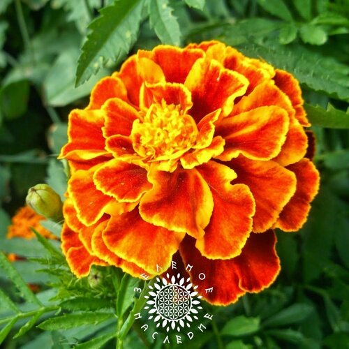      -  (. Tagetes) 50   Green Legacy  -     , -  