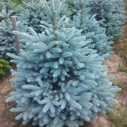 ���� ��� ������� ������ ��������� ��� (Belgium Plants Van. (�������)), 1 ������� � ������ 15-20 ��