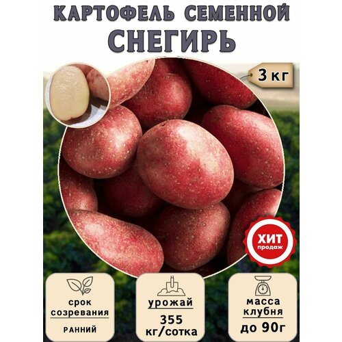 купить онлайн Клубни картофеля на посадку Снегирь (суперэлита) 3 кг Ранний магазин - доставка и заказ по Москве, Санкт-Петербургу, СНГ и России