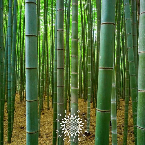      (. Phyllostachys edulis Moso) 40  Green Legacy  -     , -  