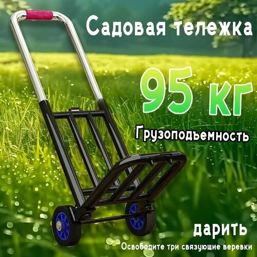 ���� ������� �������