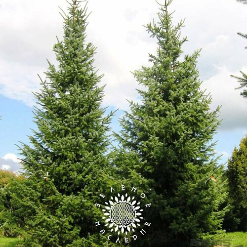      (. Picea omorika) 15  Green Legacy  -     , -  