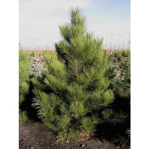       (Pinus scopulorum), 10   -     , -  