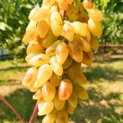 ���� �������� ���� �������� (2 ��)