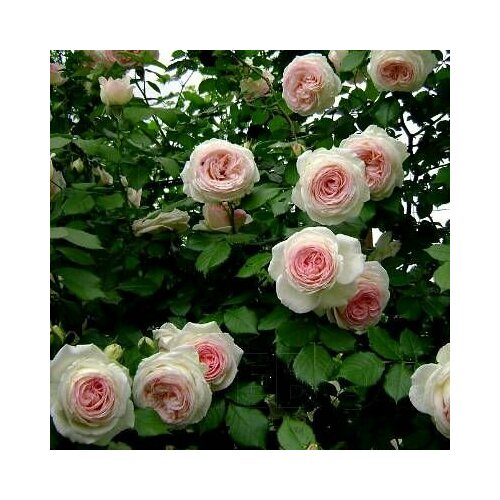 ���� ���� ��������� ���� �� ������ 2��