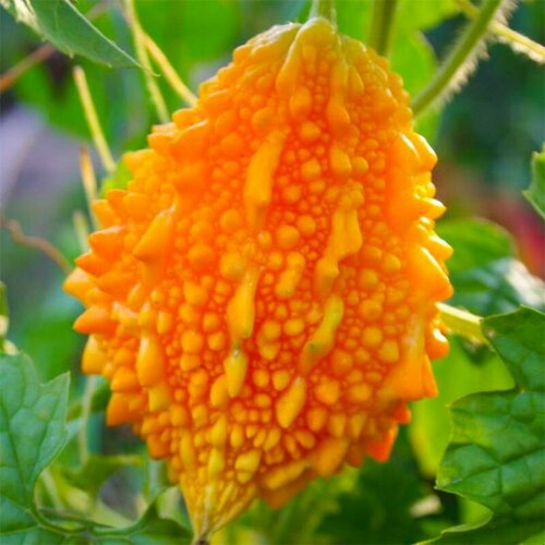 ���� ��������� ��������, ������, 5 ��