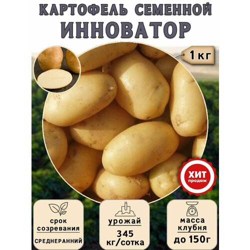 купить онлайн Клубни картофеля на посадку Инноватор (суперэлита) 1 кг Среднеранний магазин - доставка и заказ по Москве, Санкт-Петербургу, СНГ и России