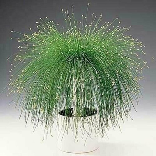 ���� ����� ��������, Scirpus cernuus, ���������, ������