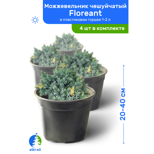    Floreant () 20-40     1-2 , ,   ,   4 