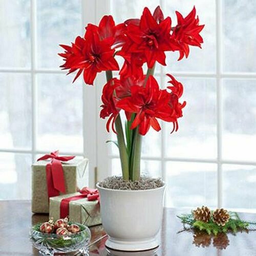     , Hippeastrum Double Delicious,  ,   -     , -  