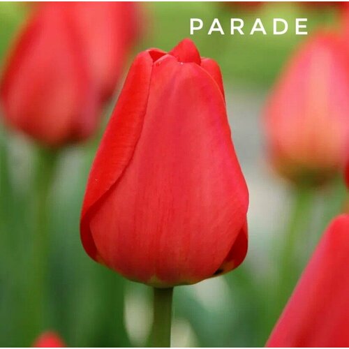 ���� ��������, �������� ���� Parade ������� (3 ��)
