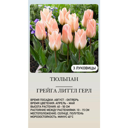 ���� ������� �������� ����������� ������