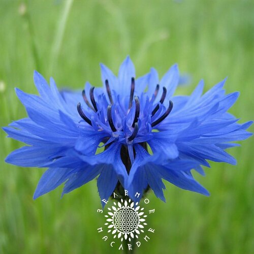      (. Centaurea cyanus) 100   Green Legacy  -     , -  