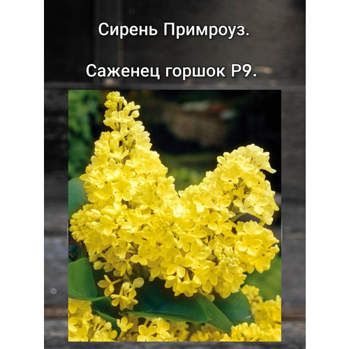 ���� ������ ��������