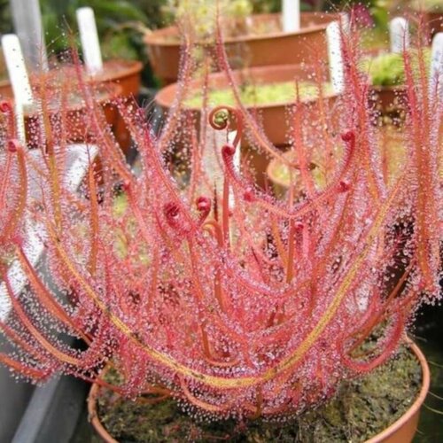       5 , Drosera Binata,   ,    -     , -  