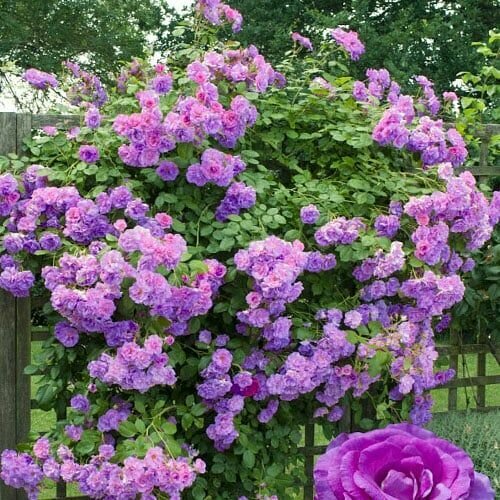 ���� ���� ��������� ����������� 2��