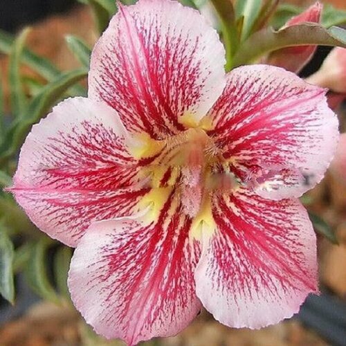  , Adenium Obesum Desert Rose DIAMOND PINK, , 
