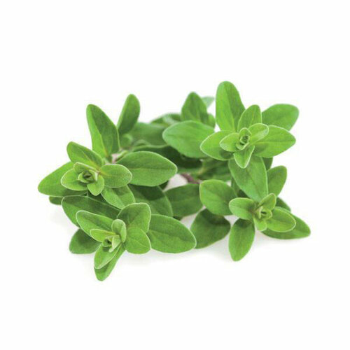   Click And Grow   Click And Grow Marjoram 3 .    Click And Grow   -     , -,   