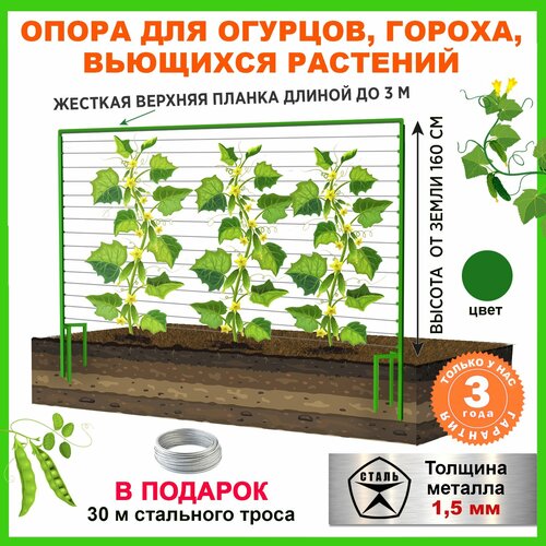 ���� �����, ������� �������