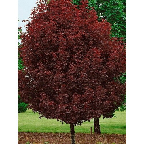      Crimson King (Acer platanoides), 10   -     , -  