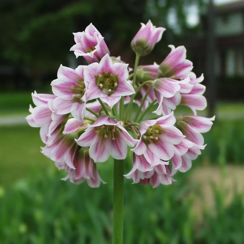    NECTAROSCORDUM SICULUM (5 )  -     , -  