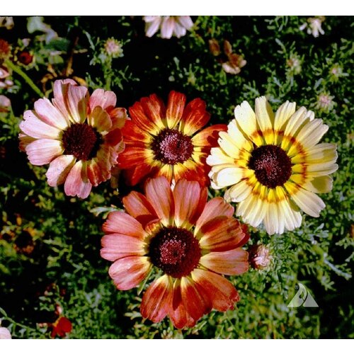    -  (. Chrysanthemum carinatum)  50
