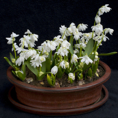 ���� ������ SIBERICA ALBA (10 �������)