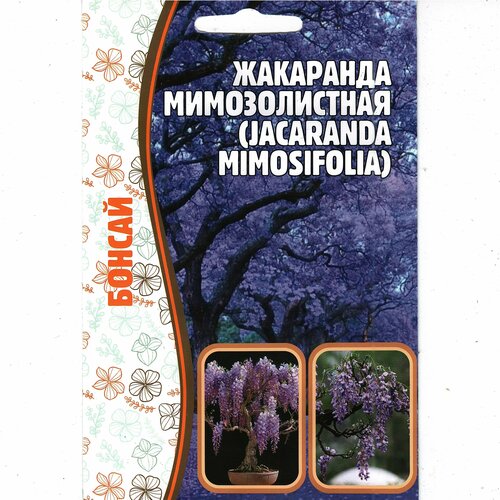  ,   / Jacaranda mimosifolia,   ( 1 : 5  )