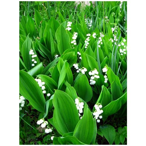      (Convallaria majalis), 10   -     , -  