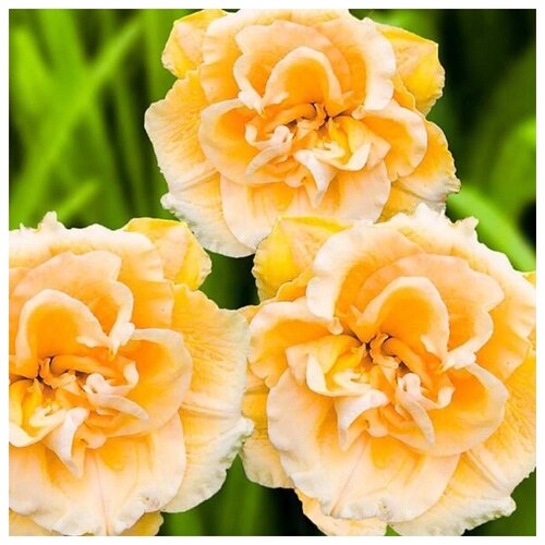 ���� ������ ������� ��������������� ����� ������� ��������� 5 ��.