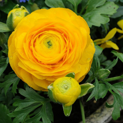 ���� �������� ������, botanica garden, ���������� ������, 10 ����