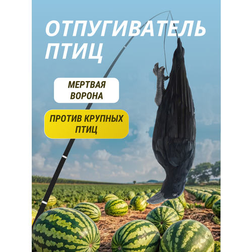 ���� ������������ ���� ������ ������� ������