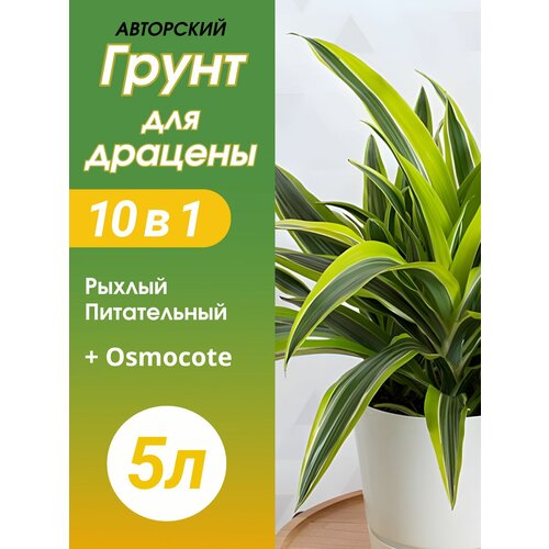 ���� ����� ��� ������� 5 � �������