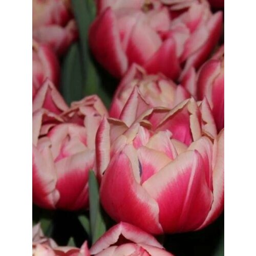 ���� �������� ������� �������� - 2 ��.