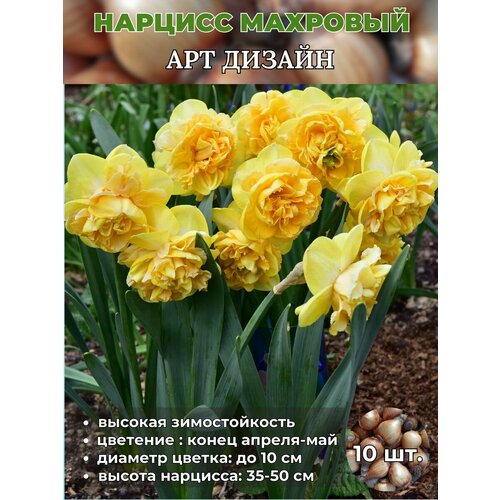 ���� ������� ��������, �������� 10 ����