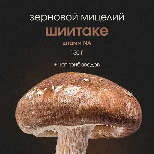 ���� ������� �������. ������ ������. ��������