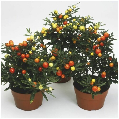    (Solanum capsicastrum) 6 .