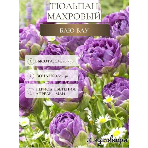 ���� ������� �������� ����������� ������