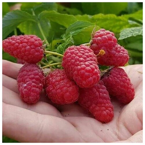 ���� �������� ������ 2�� ������ ������������ �������.