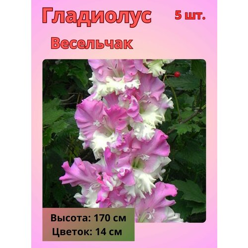 ���� ��������� ��������������� ���������, �������� ����������