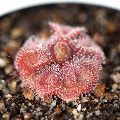     , Drosera Burmannii Humpty Doo 10+ ,  ,    -     , -  